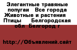 Элегантные травяные попугаи - Все города Животные и растения » Птицы   . Белгородская обл.,Белгород г.